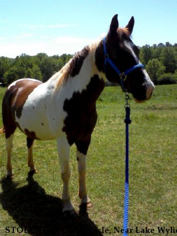 STOLEN EQUINE Miracle, Near Lake Wylie, South Carolina, SC, 29710